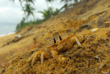 A big-eyed crab sits on the sand.	