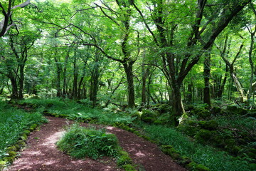 a lively summer forest in the sunlight