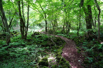 a thick wild forest with pathway