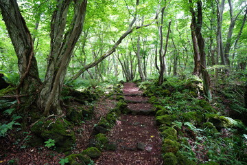 a lively summer forest in the sunlight