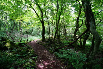 Fototapeta premium a lively summer forest in the sunlight