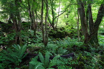 Naklejka na ściany i meble a dense summer forest with fern and mossy rocks