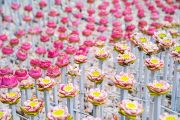 Fototapeta na wymiar a lot fo pink and white lotus derate in flower event, for background or an idea for event and backdrop.