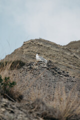 A white-gray gull sits on a hill among the sand