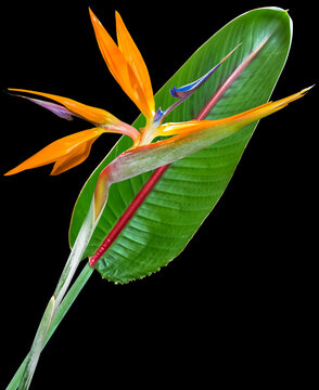 Feuille et fleur de strelitzia, fond noir 