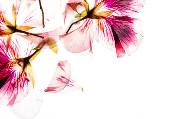 dry flowes on the white background