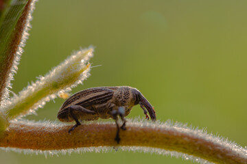 Ladybug on a branch on a bokeh background
can be used to copy space text