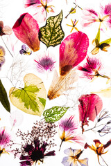 dry flowes on the white background