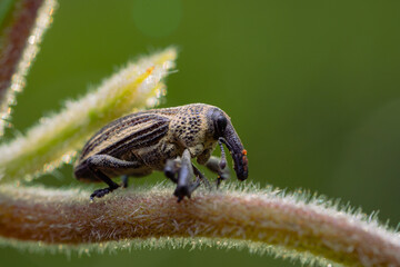 Ladybug on a branch on a bokeh background
can be used to copy space text
