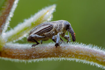Ladybug on a branch on a bokeh background
can be used to copy space text