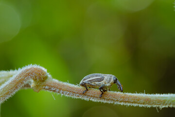 Naklejka premium Ladybug on a branch on a bokeh background can be used to copy space text