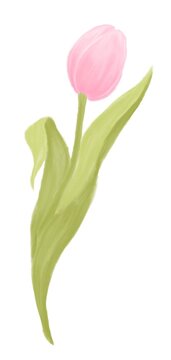 Spring flower, pink, tulip on a white background, illustration with paints