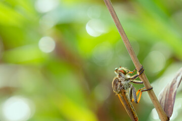 predatory insect on bokeh background
can be used to copy space text