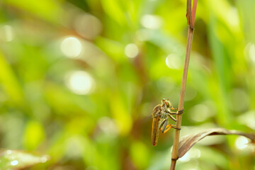 predatory insect on bokeh background
can be used to copy space text