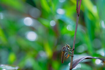 predatory insect on bokeh background
can be used to copy space text