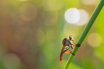 predatory insect on bokeh background
can be used to copy space text