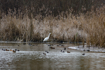 great egrat in the wetlands on the river inn at the border between austria and germany