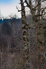 old black poplar trees in a riverside forest near the river inn in upper austria