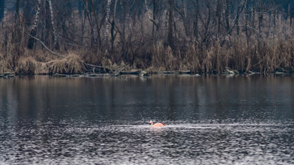 flamengo in the wetlands of the river inn near krichdorf at the border between austria and germany