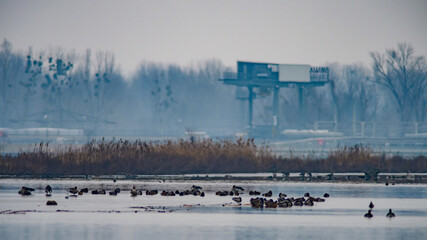 water birds at the river inn nearby the hydro power plant ering frauenstein at the broder between austria and germany