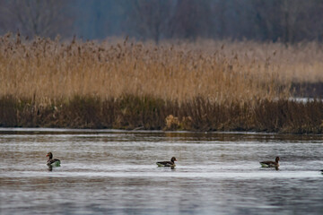 geese at the river inn near kirchdorf at the border between austria and germany