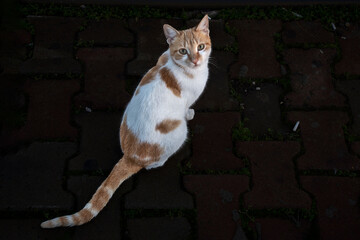 top shot cat © ABTLÜLEBURGAZ