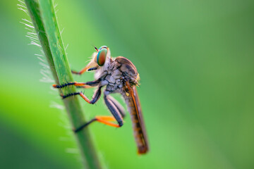 predatory insect on bokeh background
can be used to copy space text