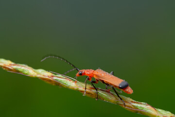 Ladybug on a branch on a bokeh background
can be used to copy space text