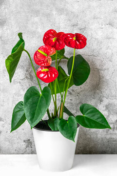 House plant Anthurium in white flowerpot isolated on white table and gray background Anthurium is heart - shaped flower Flamingo flowers or Anthurium andraeanum, Araceae or Arum symbolize hospitality