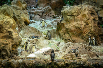 Little penguins walking on rocks in Loro Parque, Tenerife