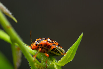 Ladybug on a branch on a bokeh background
can be used to copy space text