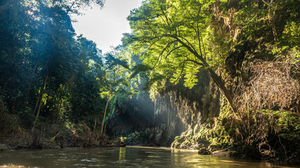 Obraz premium Landscape in the forest with sun ray morning