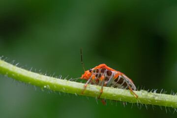 Ladybug on a branch on a bokeh background
can be used to copy space text