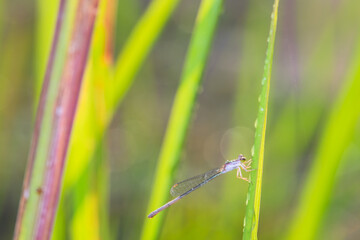 needle dragonfly on a leaf on a bokeh background
can be used to copy space text