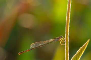 needle dragonfly on a leaf on a bokeh background
can be used to copy space text