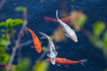 Large orange and white perches swim in a pond with clear water