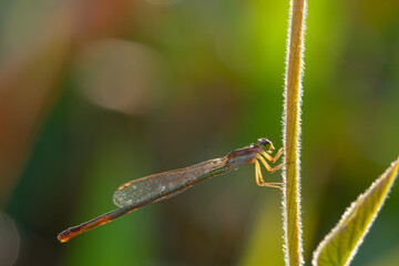 needle dragonfly on a leaf on a bokeh background
can be used to copy space text