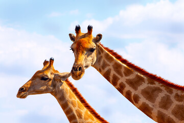 Wild african animals. Closeup two namibian giraffes on blue sky background