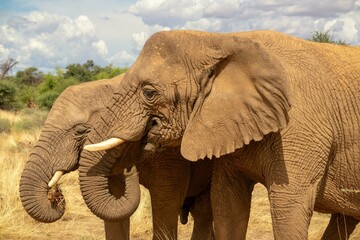 Fototapeta na wymiar Two African Bush Elephants in the grassland of Etosha National Park