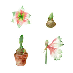 Handpainted watercolor Amaryllis Clipart
