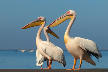 Wild african birds. A group of several large pink pelicans stand in the lagoon on a sunny day
