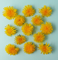 Pastel blue background and yellow pattern made with dandelions flowers. Springtime or summertime, Easter concept.