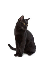 Isolated black cat with yellow eyes sitting on white background