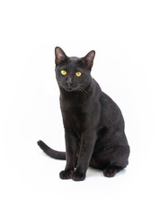 Isolated black cat with yellow eyes sitting on white background