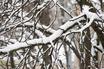 Closeup of a horse chestnut tree with buds covered by fresh snow on it during the cold winter, in Kiev, Ukraine
