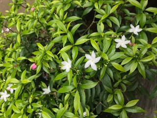 beautiful flower white with leaf green nature . background fresh natural