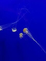 jellyfish in aquarium