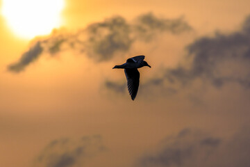 Fototapeta na wymiar The Pacific sea gull flies against the background of the golden sky. Sea bird silhouette.