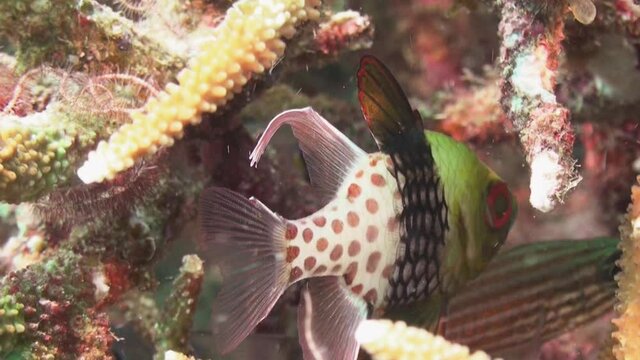 pajama cardinalfish hidden in a staghorn coral during day, close-up shot with another cardinalfish in background