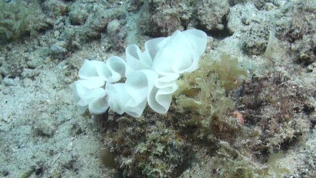 clutch of nudibranch on  sandy bottom, eggs have white color and form a folded ribbon, close-up shot